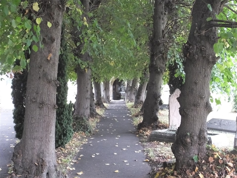Avenue of trees leading to South Porch